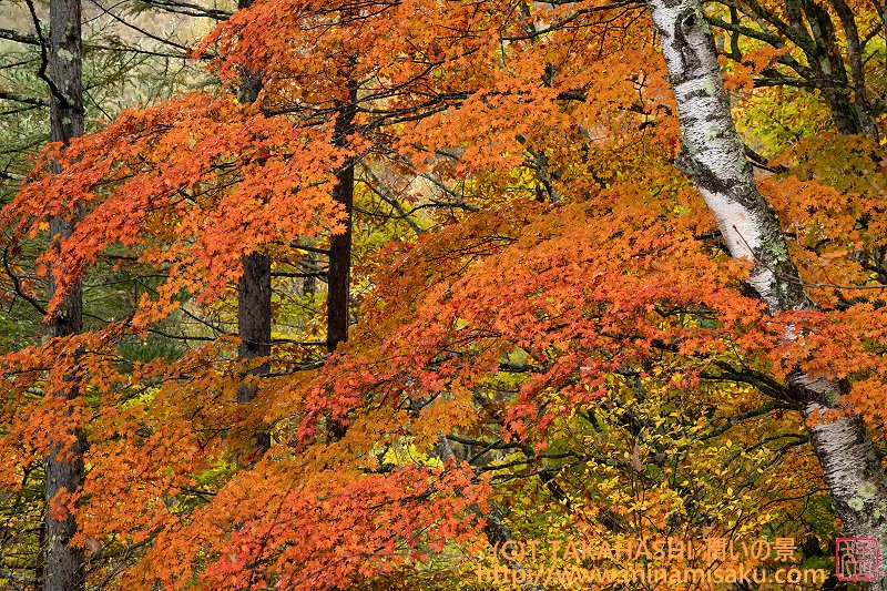 ../Images/7R251026 (200).jpg